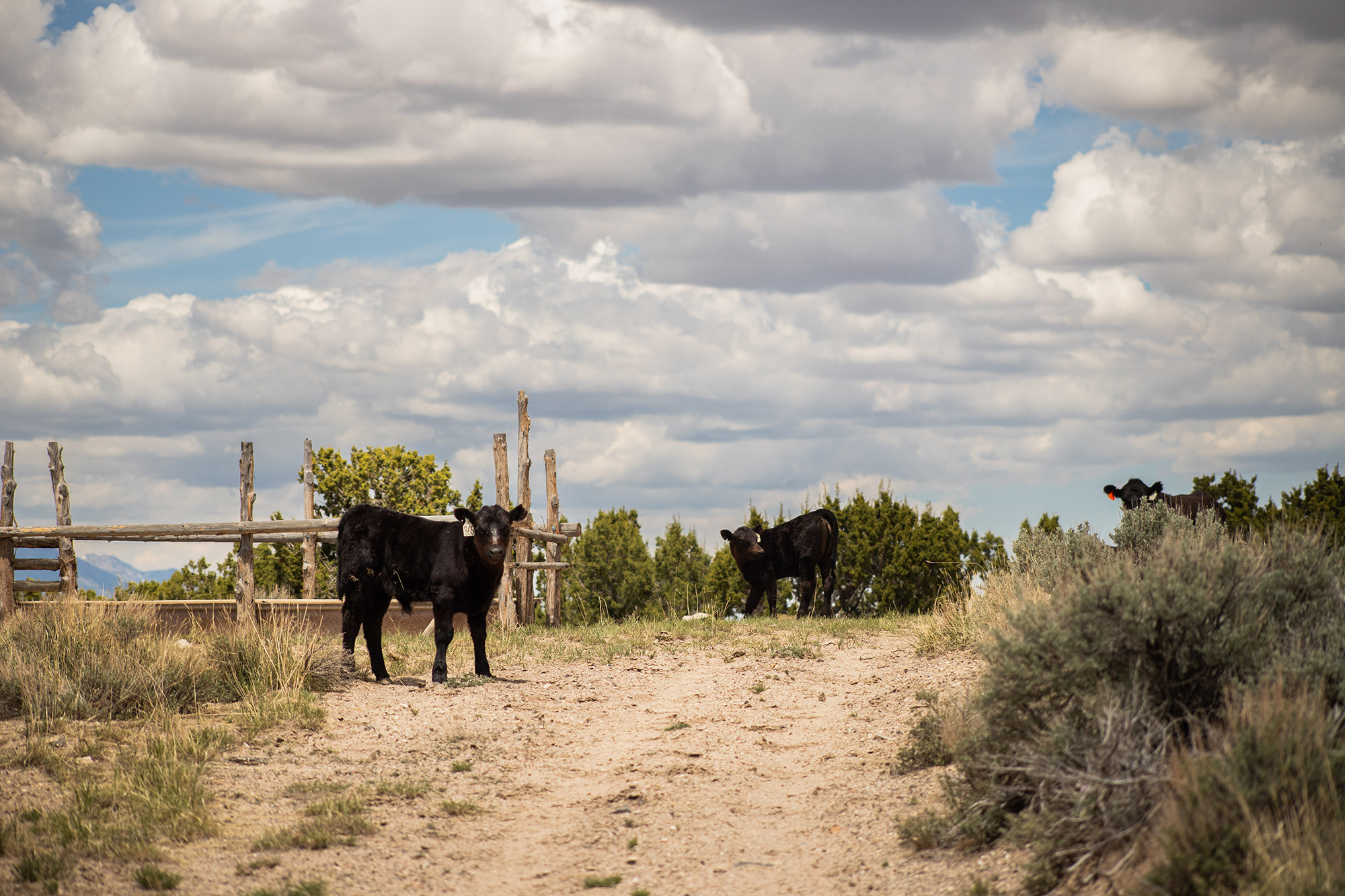 cows
