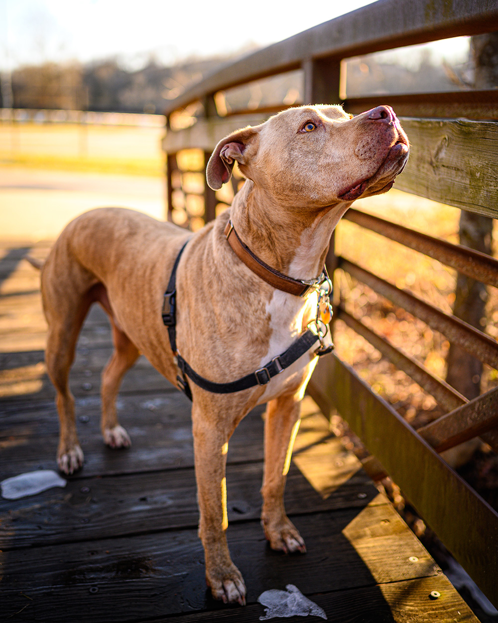 dog